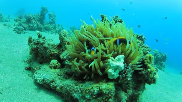 Red Sea Anemonefish Bubble Anemone Underwater Background — Stock Video