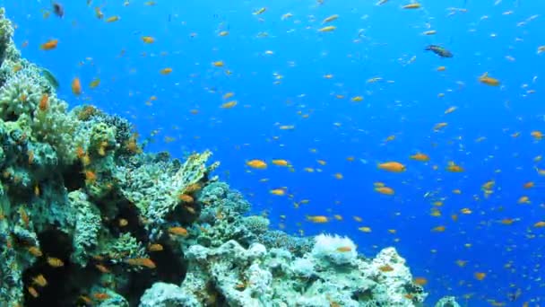 熱帯魚が水中でサンゴ礁のシーン — ストック動画