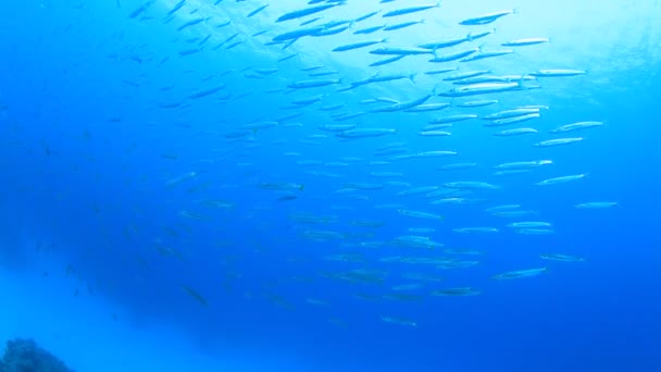Vacker Utsikt Över Chevron Barracuda Fiskstim Havet — Stockvideo