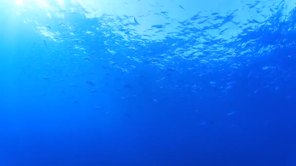 Blauer Meerblick Mit Fisch Und Sonnenlicht Unterwasserhintergrund — Stockvideo