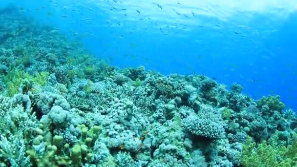 Poissons Tropicaux Sur Les Récifs Coralliens Vibrants Images Plongée Sous — Video