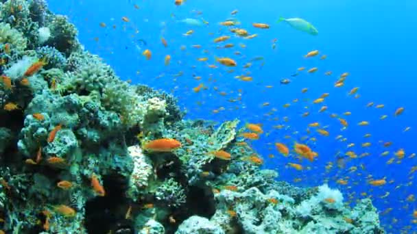 Recifes Corais Cena Com Peixes Tropicais Subaquáticos — Vídeo de Stock