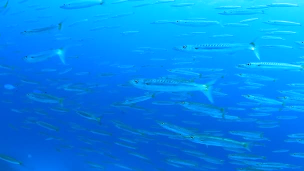 Hermosa Vista Sobre Chevron Barracuda Escuela Peces Océano — Vídeo de stock