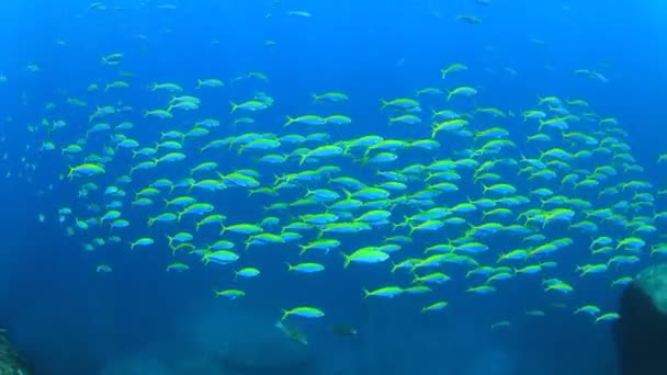 Sekolah Yellowfin Goatfish Bawah Air Laut — Stok Video
