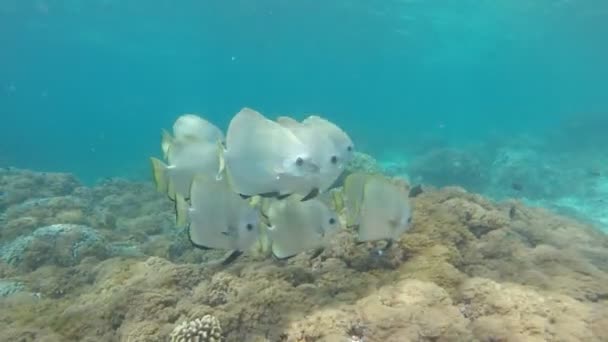 Langflossenlaiche Oder Fledermäuse Schwimmen Der Nähe Von Korallenriffen — Stockvideo