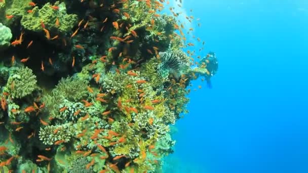 Onderwater Beelden Tropische Vissen Zwemmen Bij Koraalriffen — Stockvideo