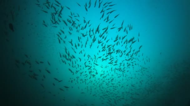 Smuk Udsigt Skolen Fisk Undersøiske Liv – Stock-video