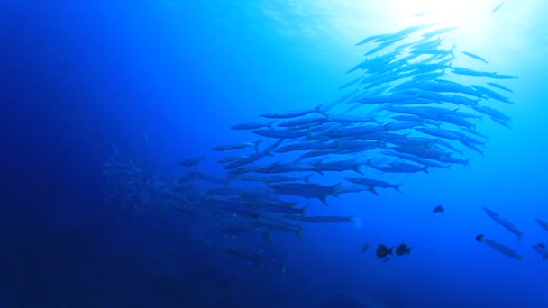 Escola Peixe Barracuda Mar Chevron Barracudas — Vídeo de Stock