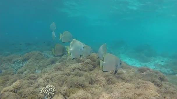 Langflossenlaiche Oder Fledermäuse Schwimmen Der Nähe Von Korallenriffen — Stockvideo