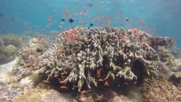 Tropische Fische Lebendigen Korallenriffen Tauchmaterial — Stockvideo