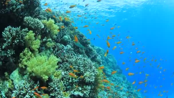 背景に水面のあるカラフルなサンゴ礁の熱帯魚の群れ — ストック動画