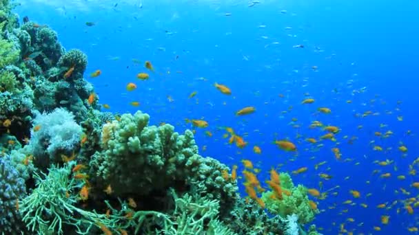 生机勃勃的珊瑚礁上的热带鱼类 潜水镜头 — 图库视频影像