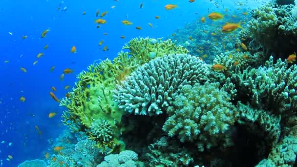 Poissons Tropicaux Sur Les Récifs Coralliens Vibrants Images Plongée Sous — Video