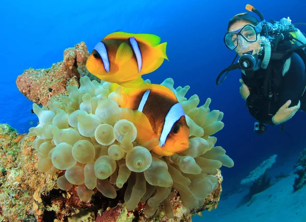 サンゴのサンゴ礁でザリガニと一緒にダイビング女性 — ストック写真