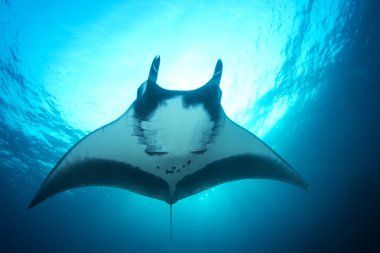 Manta Ray manzaralı deniz