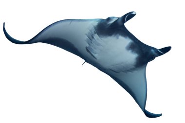 Manta Ray görünümü kapat