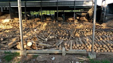 Ağaç ve kereste dolu kereste fabrikası. Kereste deposu veya ahşap işleme fabrikası