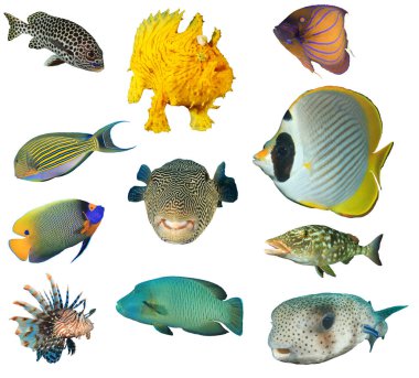 Deniz balığı izole edilmiş. Beyaz arka planda resif balığı koleksiyonu. Tatlı dudaklar, kurbağa balığı, melek balığı, cerrah balığı, kelebek balığı, aslan balığı, kirpi balığı, Napolyon balığı. İmparatorbalığı..