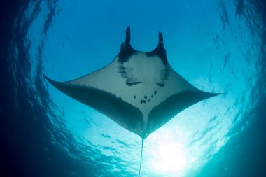 Manta Ray manzaralı deniz