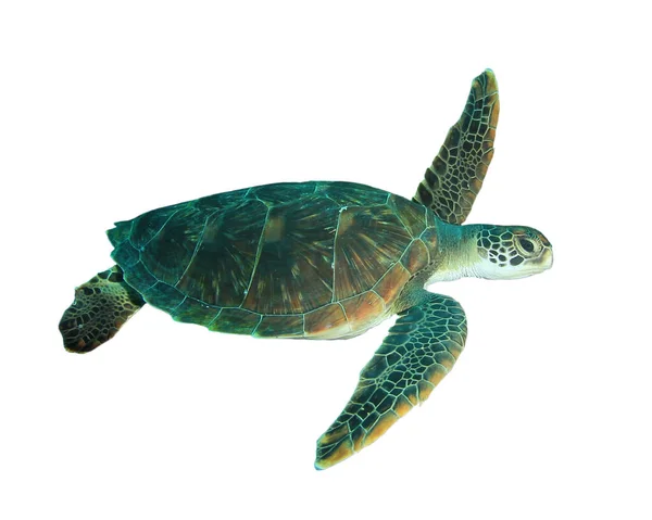 Tartaruga Hawksbill Sea Turtle Isolata Bianco — Foto Stock