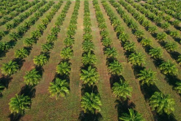 Une Plantation Huile Palme Palmiers Huile Haut Séquences Aériennes — Photo