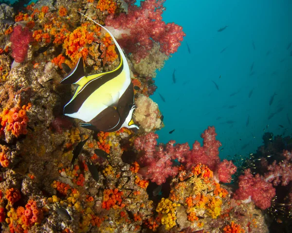 Peixes Tropicais Subaquáticos Oceano Recifes Coral Mar — Fotografia de Stock