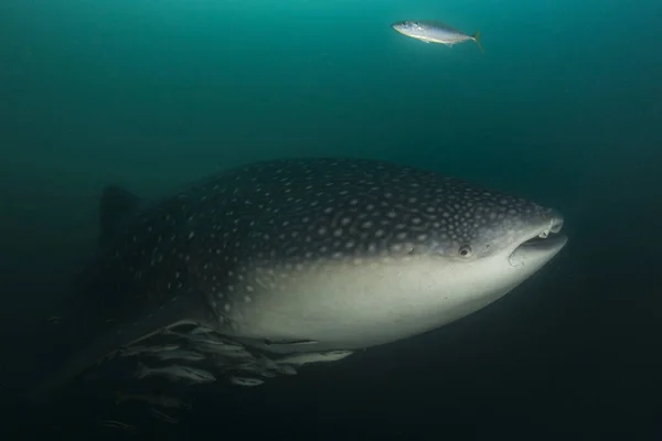 Tiburón Ballena Aislado Sobre Fondo Blanco — Foto de Stock