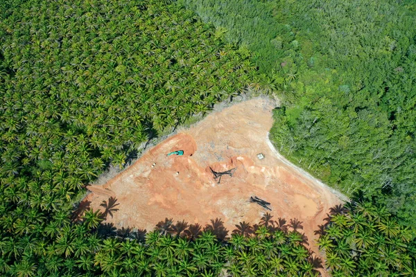 Déforestation Terrain Défriché Brûlé Pour Faire Place Plantation Huile Palme — Photo