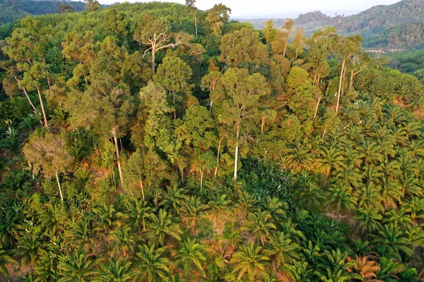 Palmiye yağı çiftliği. Yukarıdan yağlı palmiye ağaçları, hava görüntüleri