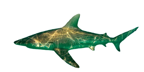 Tiburón Ballenero Oscuro Aislado Sobre Fondo Blanco —  Fotos de Stock
