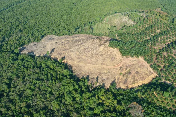 Ormanların yok edilmesi. Palmiye yağı tarlasına yol açmak için arazi temizlendi ve yandı.
