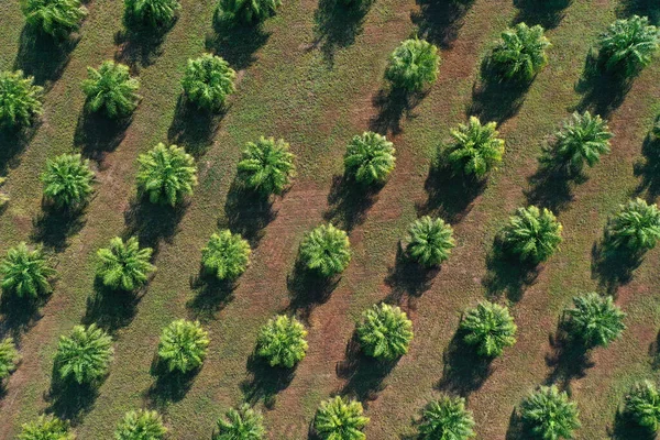 Une Plantation Huile Palme Palmiers Huile Haut Séquences Aériennes — Photo