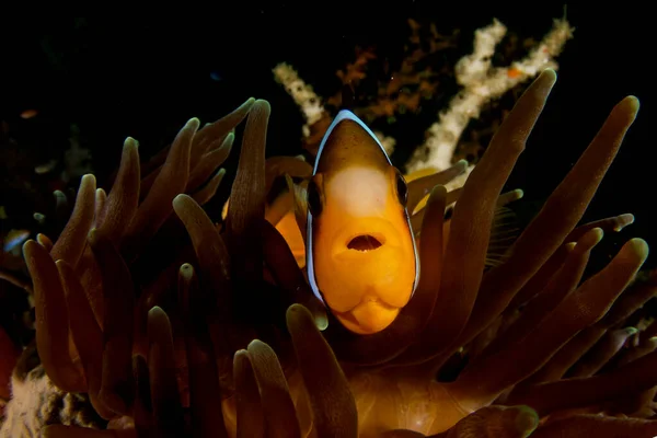 Underwater tropical fish in ocean. Coral reef in sea