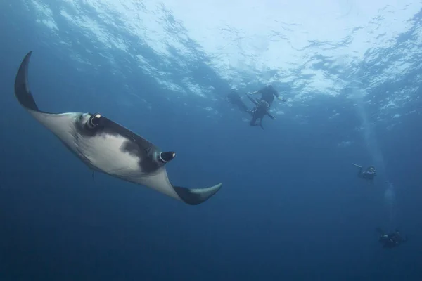 Manta Ray Utsikt Havet – stockfoto