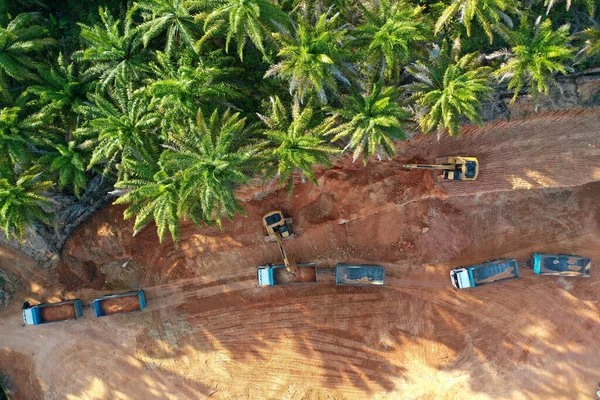 Avskoging Jord Ryddet Brent Plass Til Palmeoljeplantasjen stockbilde