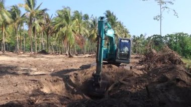 Ormanların yok edilmesi. Palmiye yağı tarlasına yol açmak için arazi temizlendi ve yandı.