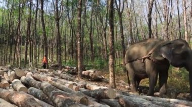 KHAO LAK, THAILAND - 18 Mart 2020: fil istismarı. Ağaç kesme endüstrisinde çalışan zincire vurulmuş Asya fili. Hayvan refahı ve hayvanlara zulüm sorunu