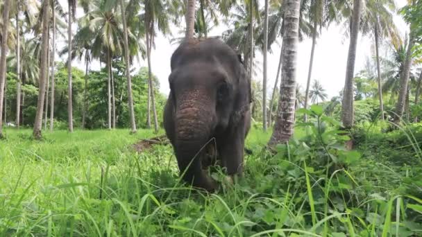 Азійські Слони Їдять Зелену Траву Під Пальмами — стокове відео
