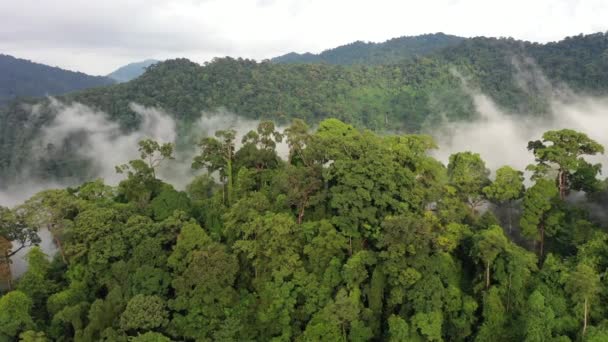 Ormanların Yok Edilmesi Palmiye Yağı Tarlasına Yol Açmak Için Arazi — Stok video