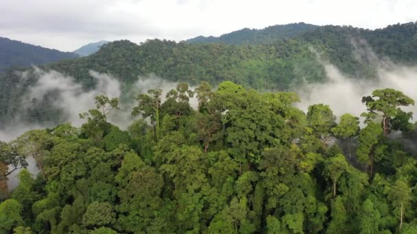 Déforestation Terrain Défriché Brûlé Pour Faire Place Plantation Huile Palme — Video