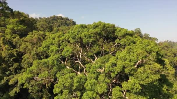 Tropical Rainforest Thailand Aerial Drone View Forest Canopy — Stock Video