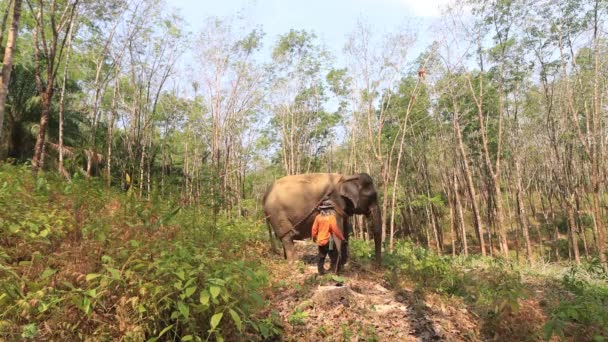 Khao Lak Thailand 2020 Március Elefántkizsákmányolás Ázsiai Elefánt Láncokban Fakitermelésben — Stock videók