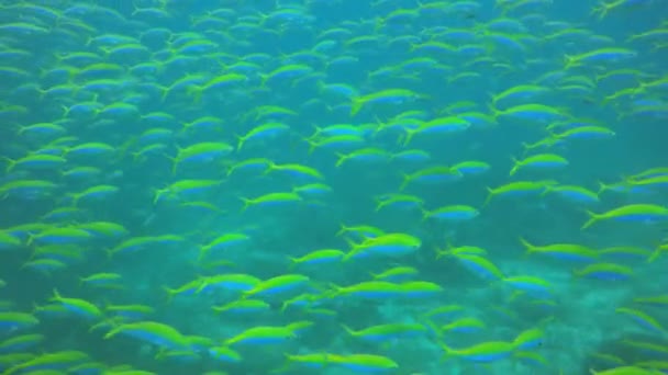 Recifes Corais Subaquáticos Peixes Oceano — Vídeo de Stock