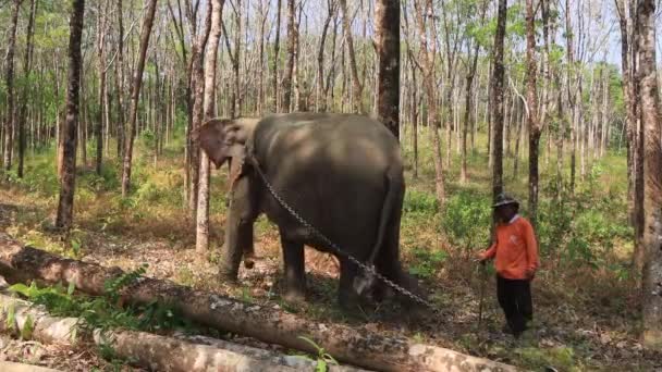 Khao Lak Tailandia Marzo 2020 Explotación Elefantes Elefante Asiático Cadenas — Vídeo de stock