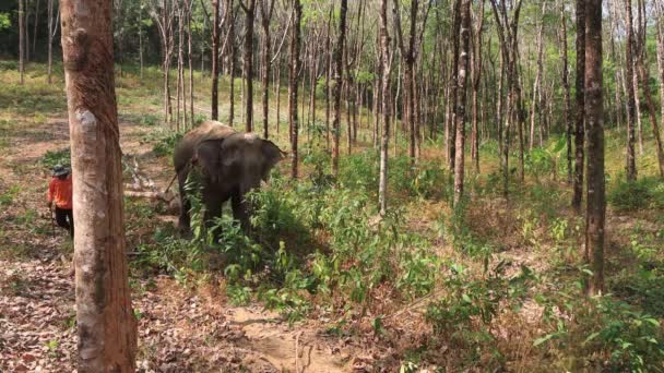 Khao Lak Thailand Mars 2020 Elefantexploatering Asiatisk Elefant Kedjor Som — Stockvideo