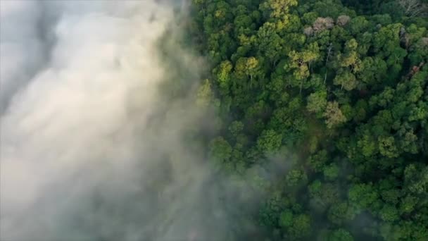 Entwaldung Land Gerodet Und Verbrannt Platz Für Palmölplantage Schaffen — Stockvideo