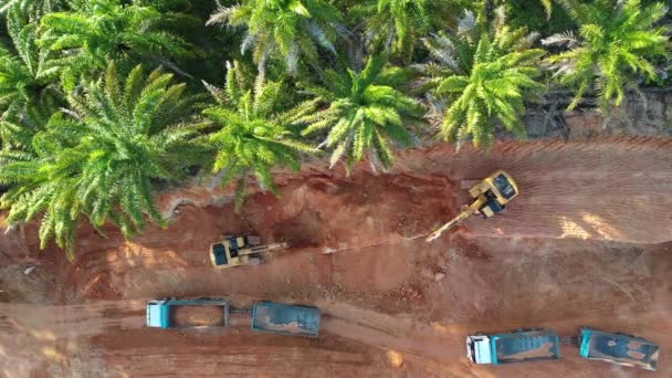 Ormanların Tahrip Edilmesi Kesilmesi Palmiye Yağı Endüstrisi Için Yağmur Ormanlarının — Stok video
