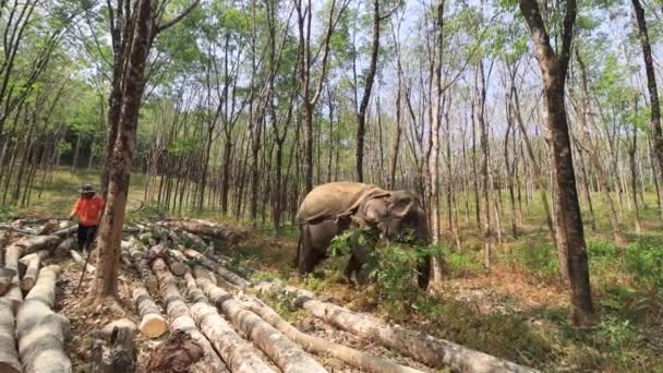 Khao Lak Thailand 2020年3月18日象の搾取 伐採業で働くチェーンのアジアゾウ 動物福祉と動物虐待問題 — ストック動画