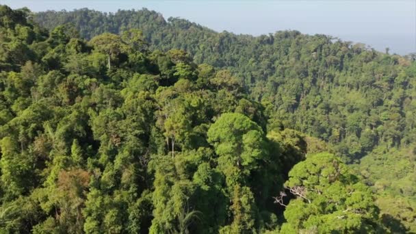 Tropical Rainforest Thailand Aerial Drone View Forest Canopy — Stock Video