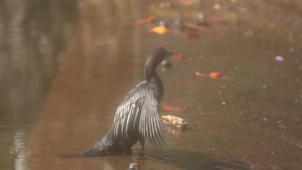 Cormorant Bird Warming Sun — Stock Video